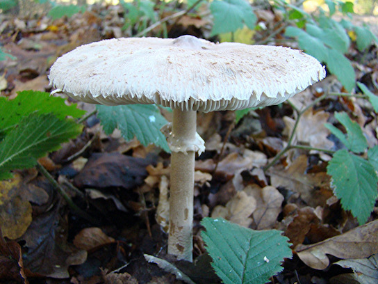 parasols